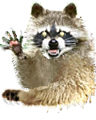 Coon.png